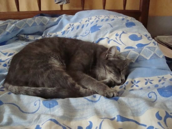 quel animal peut rester 1 an sans manger