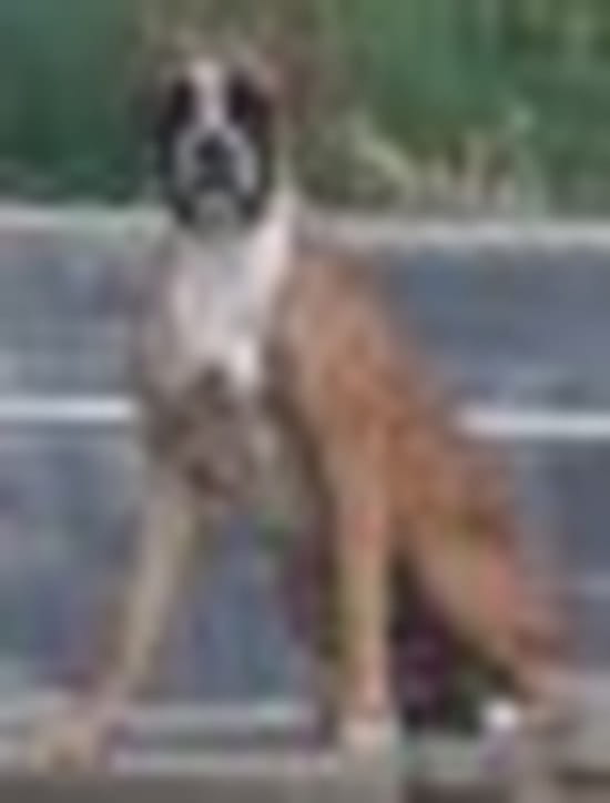 A quel âge un chiot boxer atteint sa taille adulte ? - Page 3 A quel âge un chiot boxer atteint sa taille adulte ? - Page 3