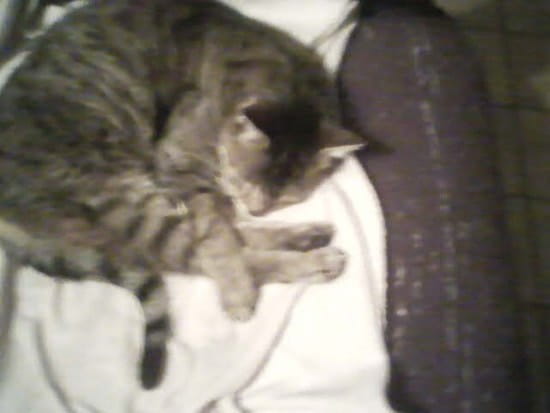 quel animal peut rester 1 an sans manger