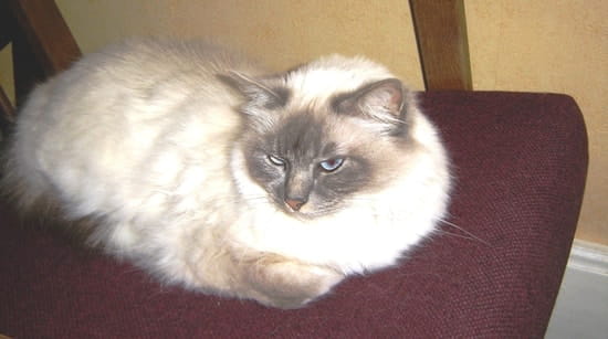 Mon Cocker Souffre D Une Pancreatite Que Faire Resolu Journal Des Femmes